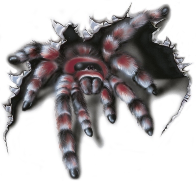 Sticker spider 1 - 17x16cm universeel  winparts